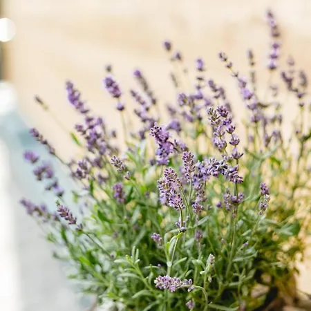 49 Nesselgraben - Aus Holz Apartmán Koppl